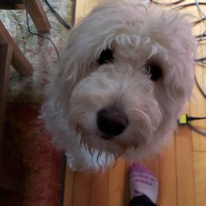 Meet your Posher, Brandy